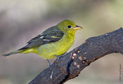 Western Tanager