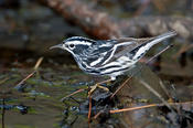 Black and White Warbler