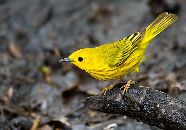 Yellow Warbler