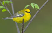 Blue-winged Warbler