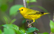 Yellow Warbler