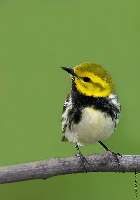 Black-throated Green Warbler