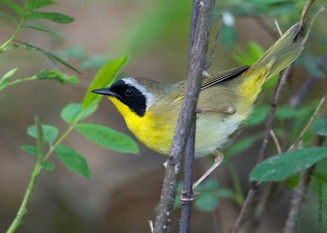 Common Yellowthroat