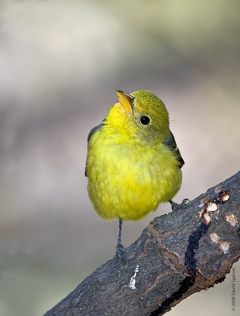 Western Tanager