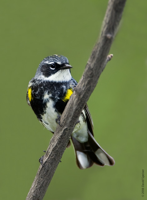 Yellow-rumped Warbler