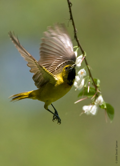 Orchard Oriole (1st year male)