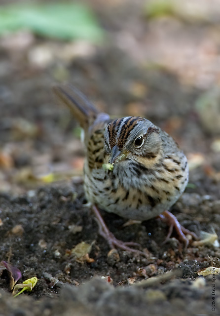 Lincoln's Sparrow