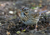 Lincoln's Sparrow