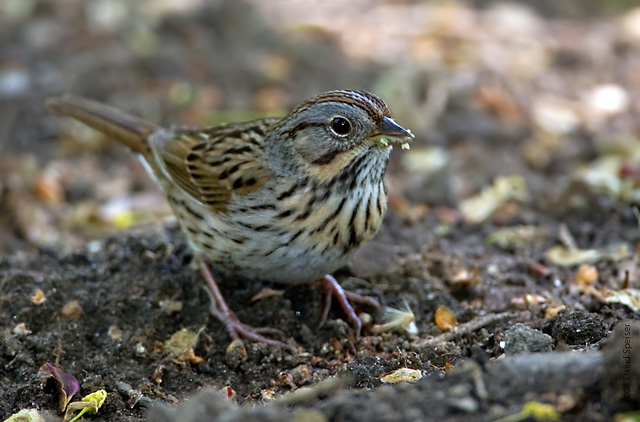 Lincoln's Sparrow