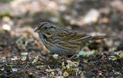 Lincoln's Sparrow