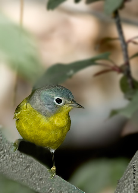 Nashville Warbler