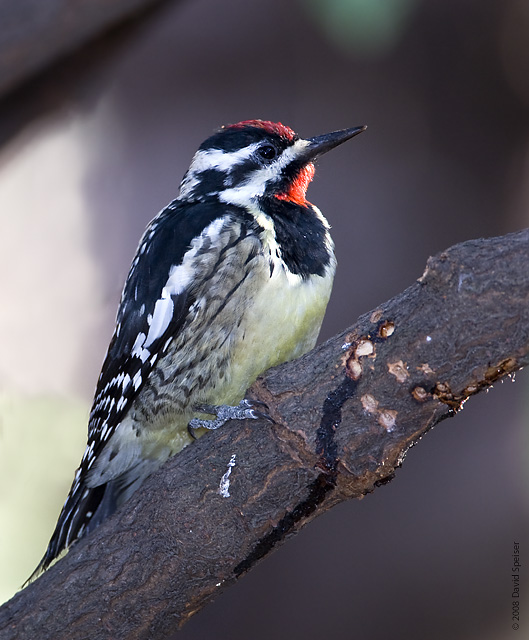 Yellow-bellied Sapsucker