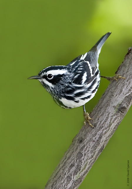 Black-and-White Warbler