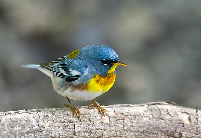 northern parula male 1.jpg