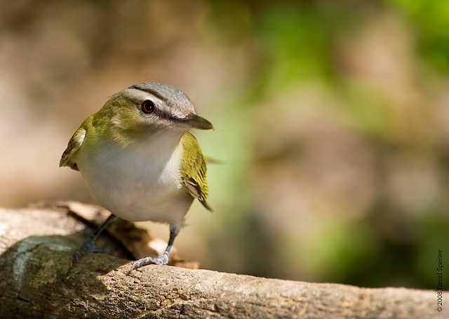 Red-eyed Vireo