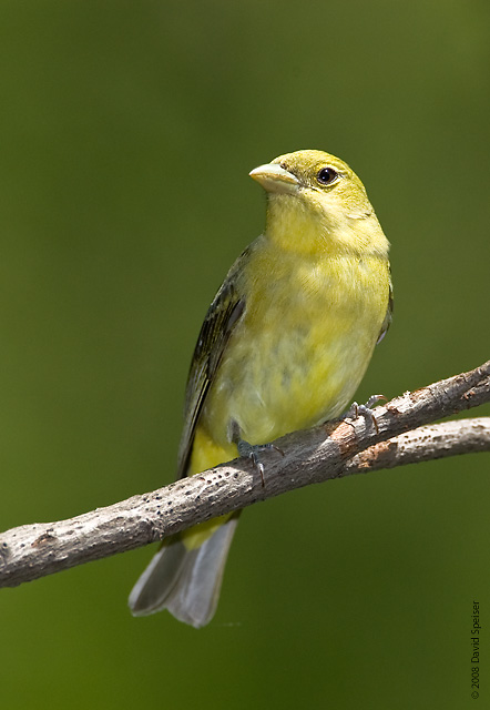 Scarlet Tanager (female)