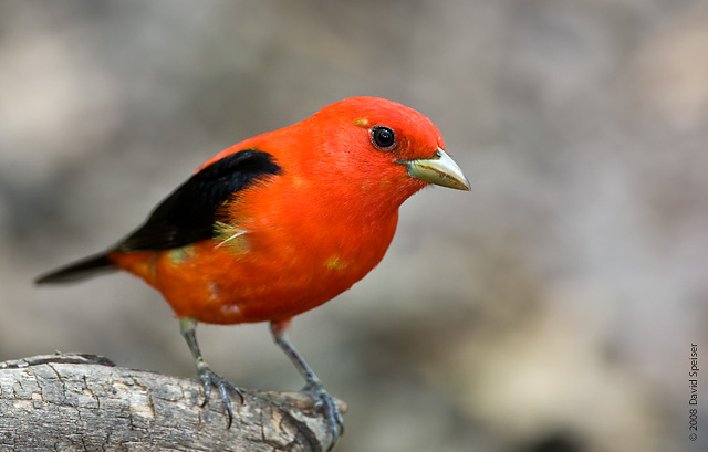 Scarlet Tanager (male)