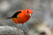 Scarlet Tanager (male)