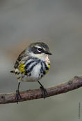 Yellow-rumped Warbler (female)