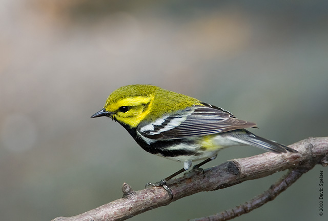 Black-throated Green Warbler