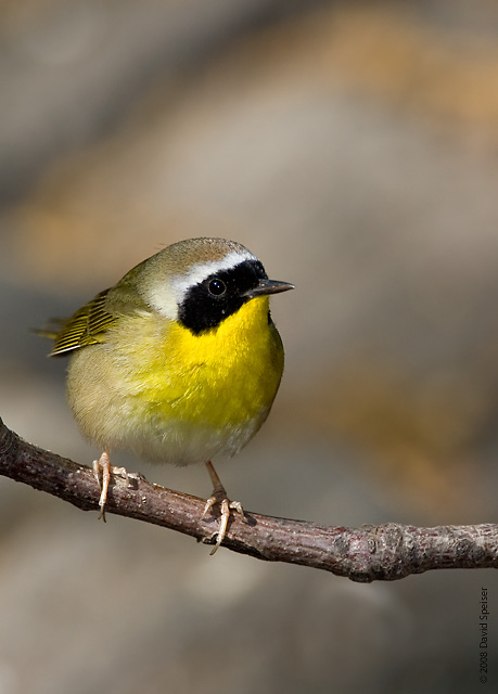 Common Yellowthroat