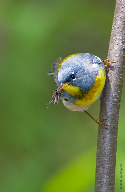 Northern Parula with bug