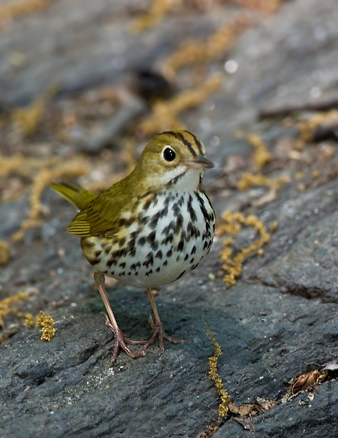 Ovenbird