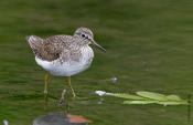 Solitary Sandpiper