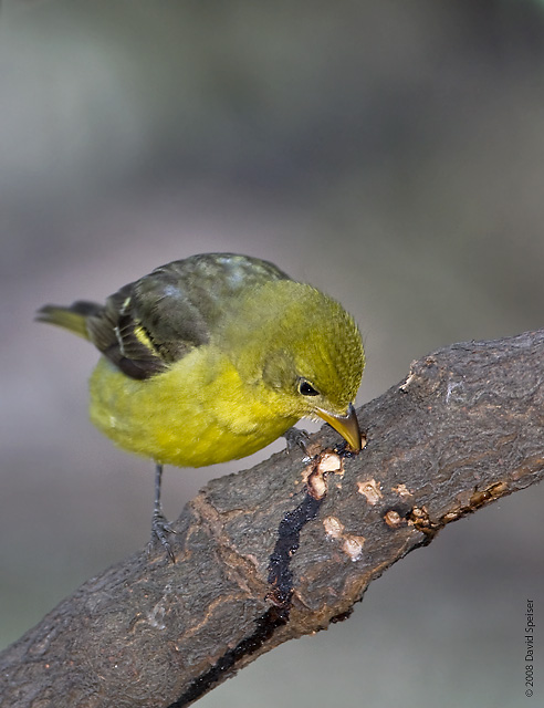 Western Tanager