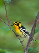 Blackburnian Warbler