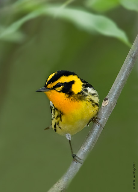 Blackburnian Warbler