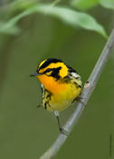 Blackburnian Warbler