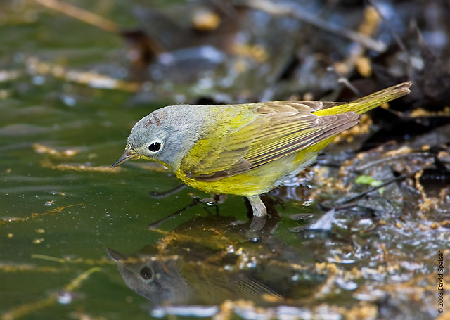 Nashville Warbler