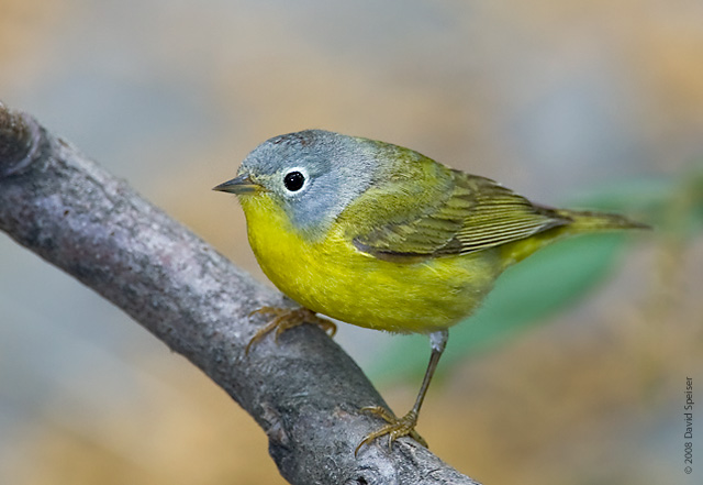 Nashville Warbler