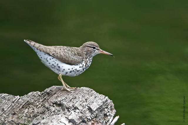 Spotted Sandpiper