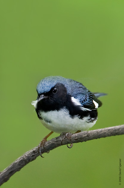 Black-throated Blue Warbler