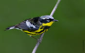 Magnolia Warbler