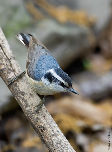 Red-breasted Nuthatch (female)