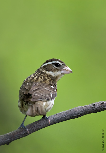 Rose-breasted Grosbeak (female)