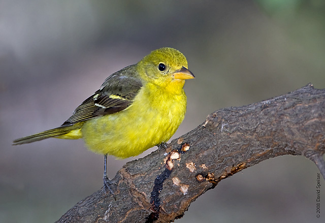 Western Tanager