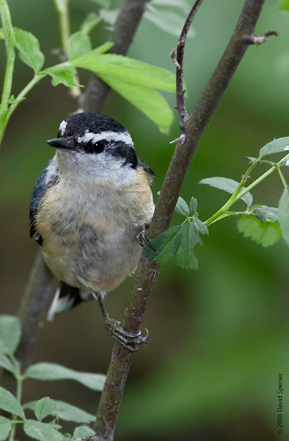 Red-breasted Nuthatch (female)