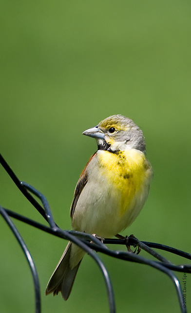 Dickcissel