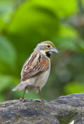 Dickcissel