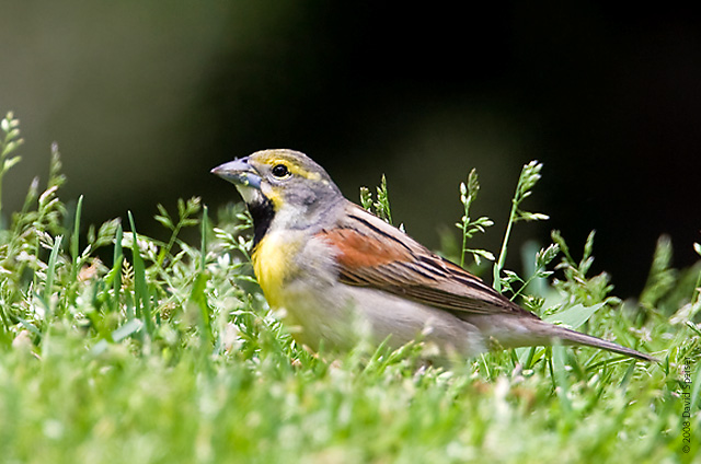 Dickcissel