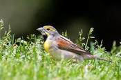 Dickcissel