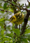 Cape May Warbler