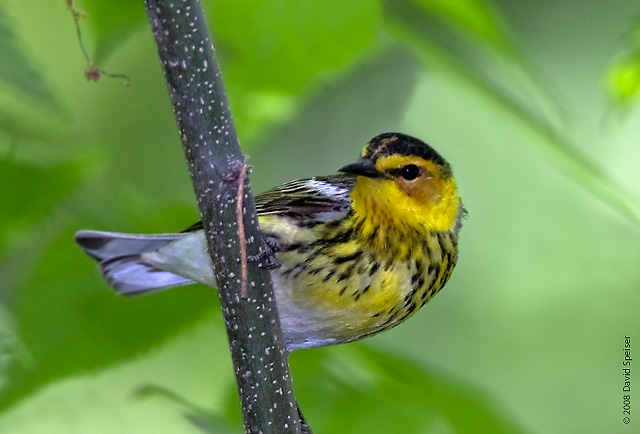 Cape May Warbler