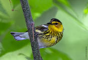 Cape May Warbler