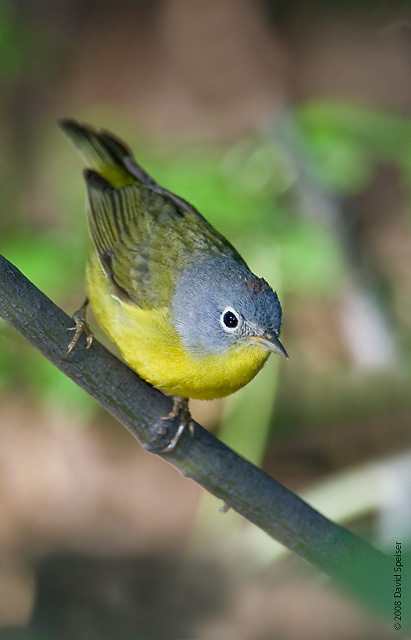 Nashville Warbler