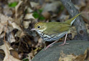 Ovenbird